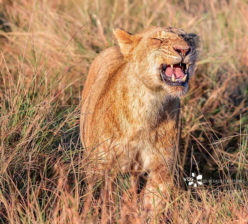 母狮在咆哮，马赛马拉，肯尼亚图片素材