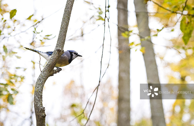 低角度的欧亚蓝山雀栖息在树枝上对着天空在森林里图片素材