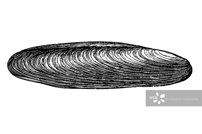 食石贝类，枣子贻贝，是鲈科中型双壳贝类软体动物的一个属图片素材