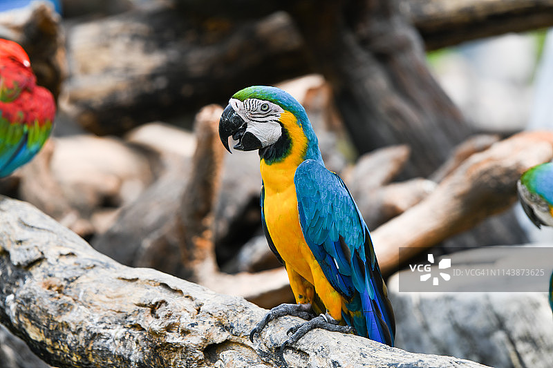 色彩斑斓的金刚鹦鹉，大自然的树木图片素材