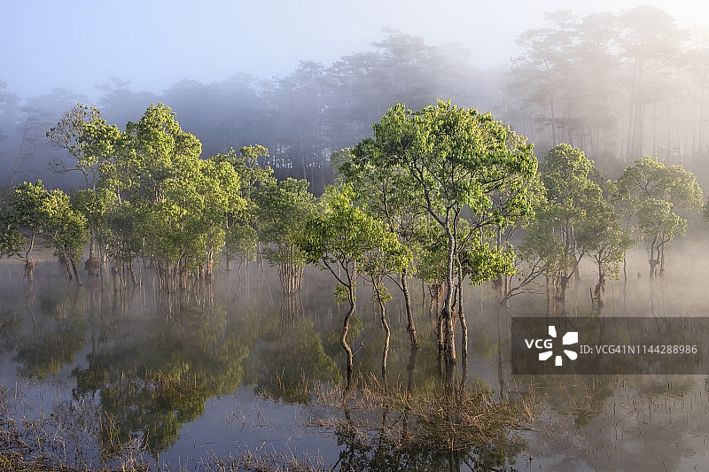 雾中淹水的森林图片素材