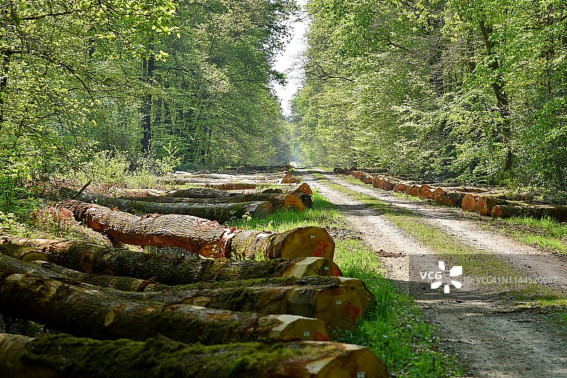 法国森林中的森林栽培木桩图片素材