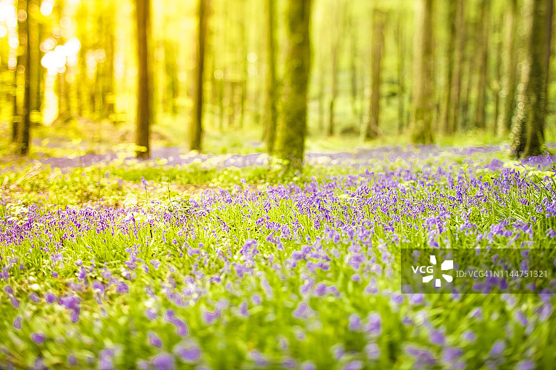 森林里的蓝铃花。图片素材