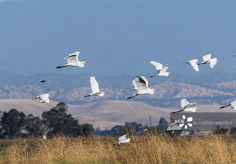 白鹭在加利福尼亚绵延起伏的金山上飞翔图片素材