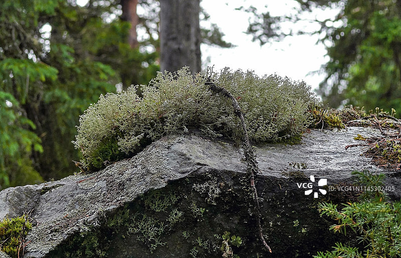 在可怕而神秘的森林里，一座死山上长满苔藓的大石头图片素材
