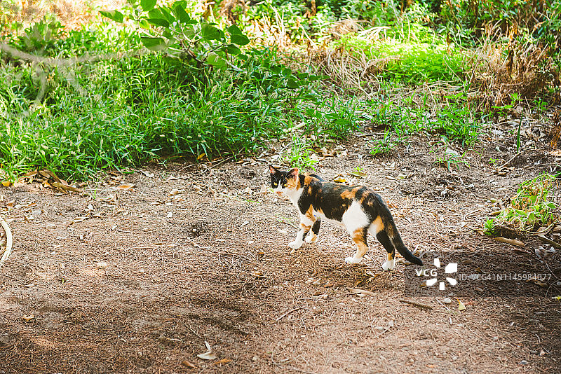 希腊圣托里尼岛卡马里的流浪猫图片素材
