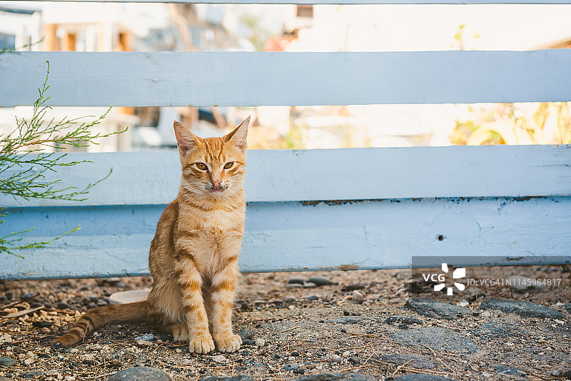 在希腊圣托里尼岛卡马里摆姿势的猫图片素材