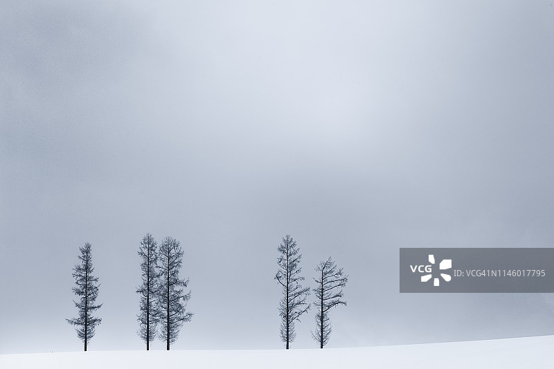 旭川市附近雪地上的一棵光秃秃的树图片素材