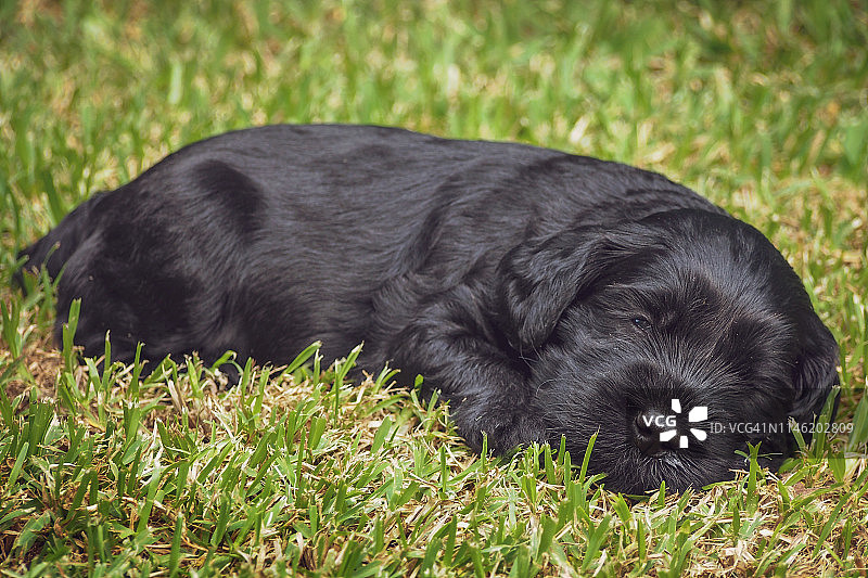 新生的澳大利亚拉布拉多犬在草地上打盹图片素材