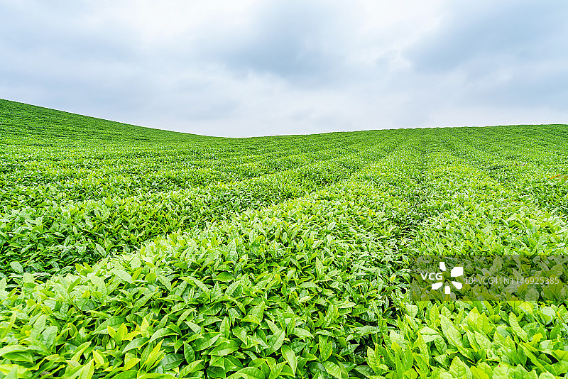 中国的茶叶种植园图片素材