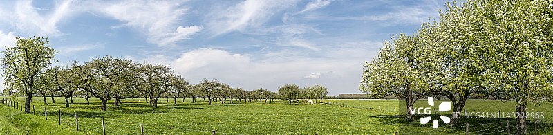 春天的风景在果园与老苹果树在草地上图片素材