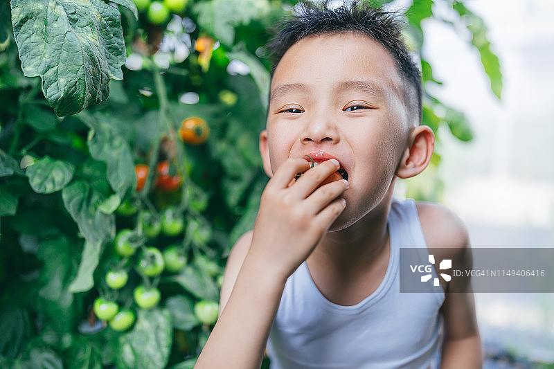 一个亚洲男孩在农场里吃着西红柿，开心地看着镜头图片素材