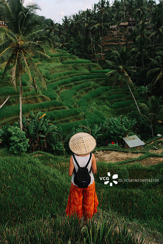令人惊叹的风景在印度尼西亚的稻田图片素材