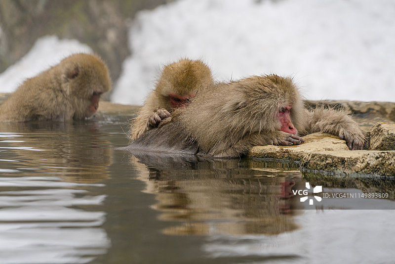 2月20日，在日本长野地狱谷雪猴公园，日本雪猴在雪山中放松、沐浴温泉。图片素材