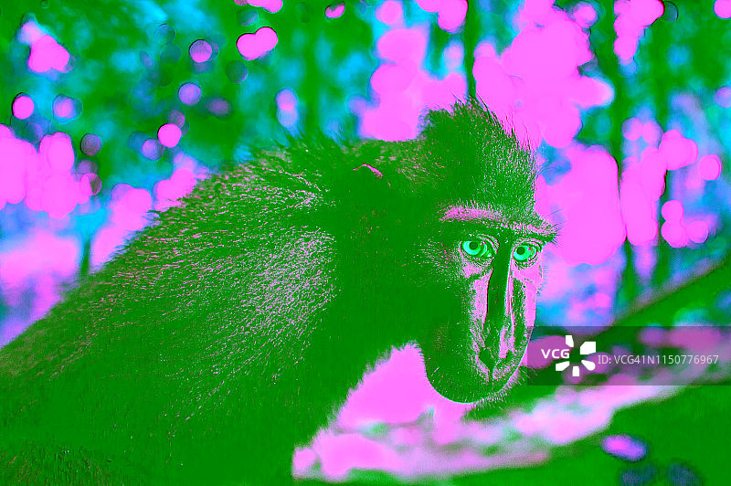 西里伯斯冠猕猴或西里伯斯猕猴图片素材