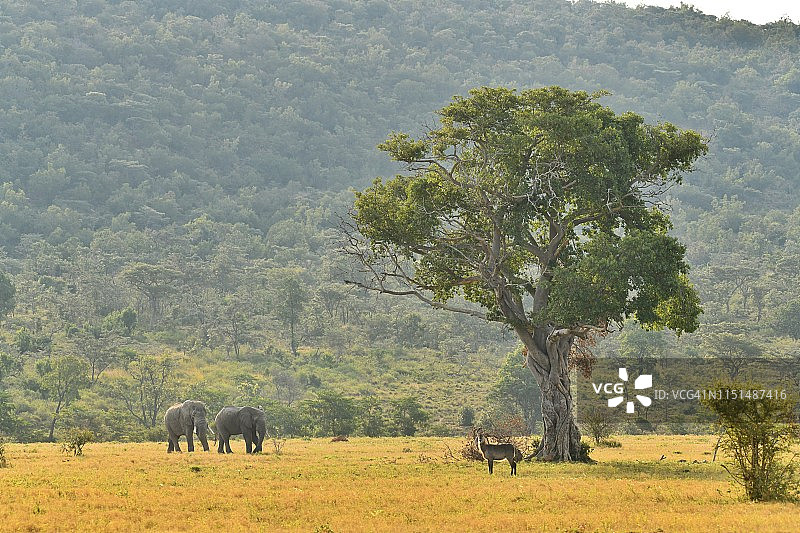 野生公象在非洲摄影狩猎图片素材