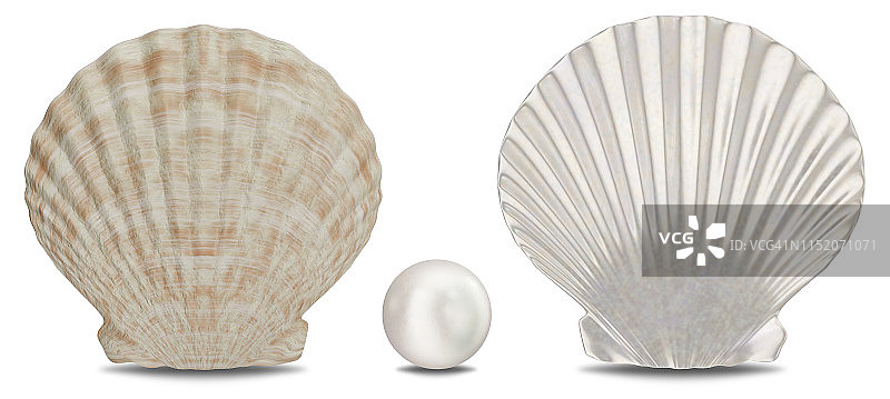 一套珍珠，海贝壳，内部和外部孤立在白色背景与阴影。海贝壳正面视图。宝石，女性珠宝，珍珠珠，3D插图图片素材