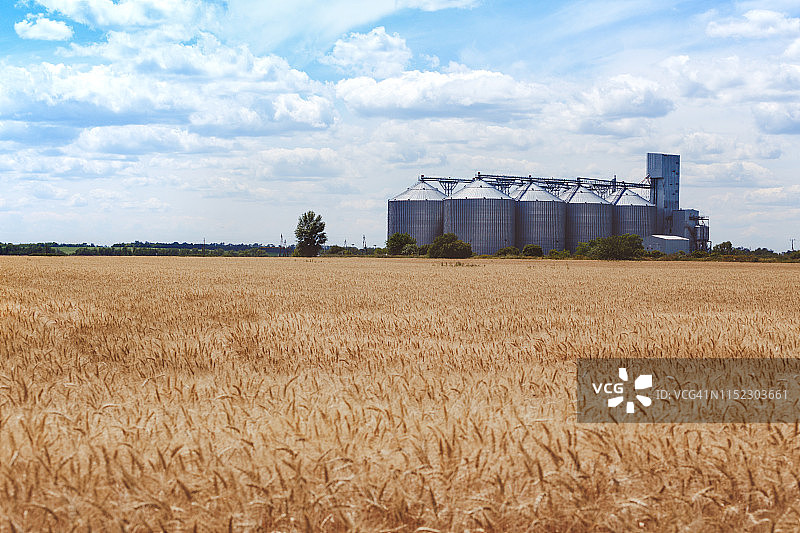 新谷物升降机在麦田的背景“n图片素材