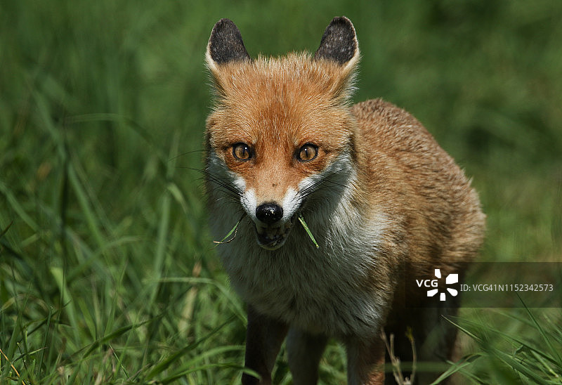 这是一只野生红狐幼崽(Vulpes Vulpes)站在深草丛中，嘴的两侧都长着青草。图片素材