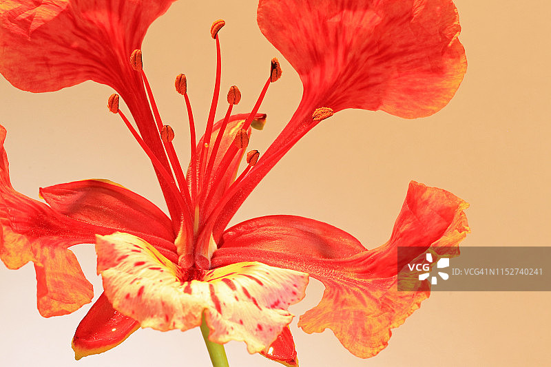 宏观的皇家Ponciana(金凤花)花在彩色背景图片素材