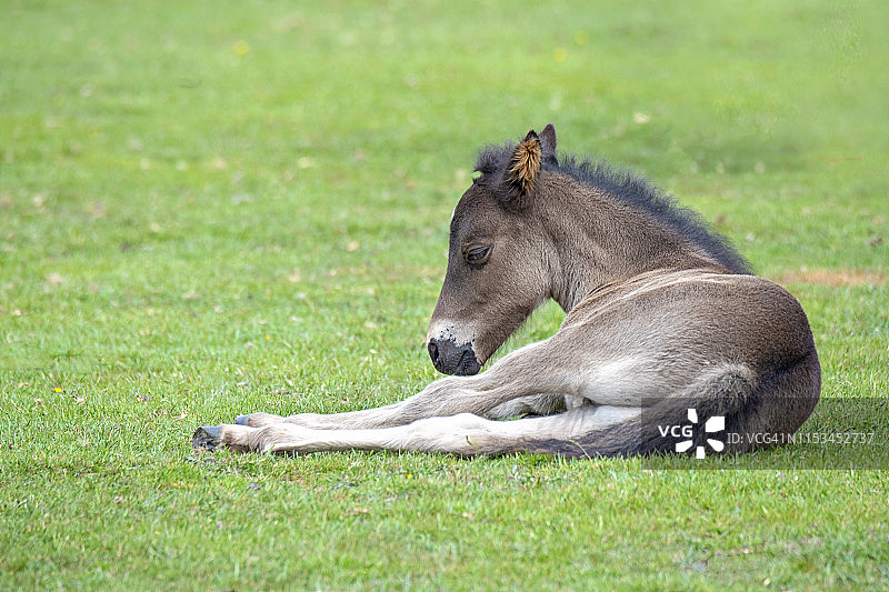 新森林小马驹的特写照片在新森林国家公园，汉普郡，英国，英国图片素材