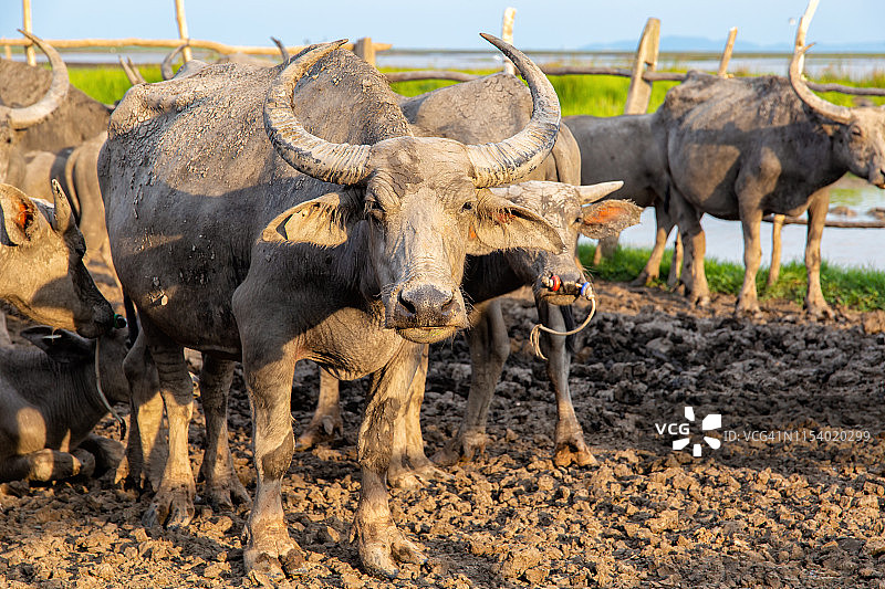 许多海水牛的居民圈地在塔拉伊诺伊是一个河流盆地在宋卡湖的顶部图片素材