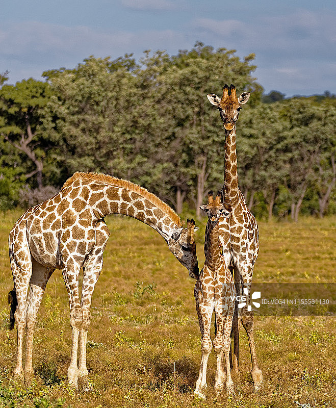 长颈鹿的家庭图片素材