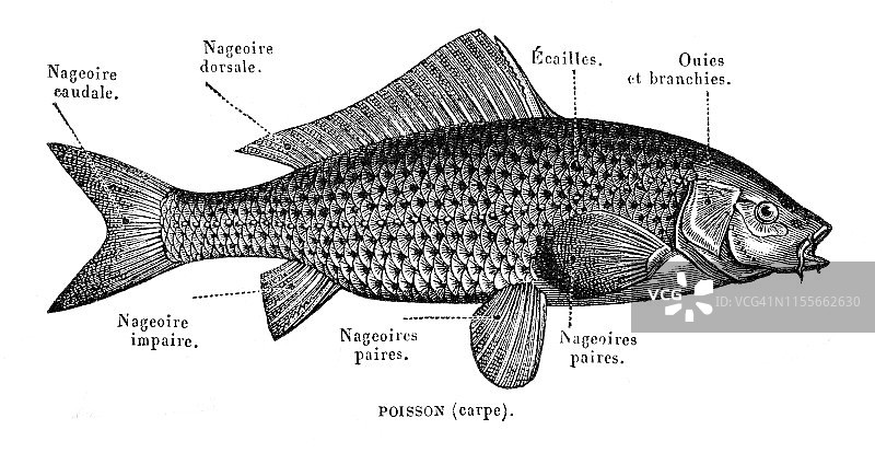 普通或欧洲鲤鱼插图1888图片素材