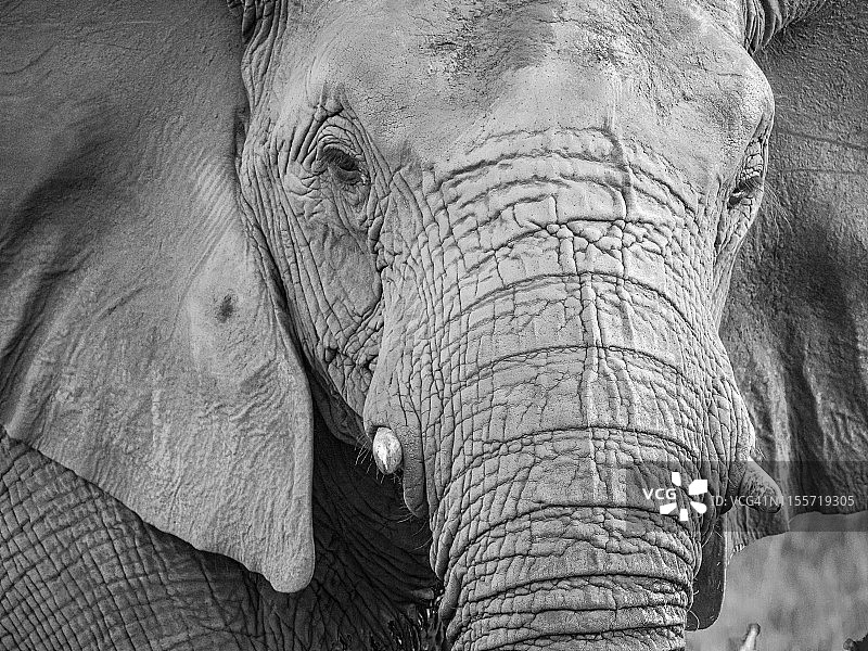近距离拍摄大象的头部图片素材