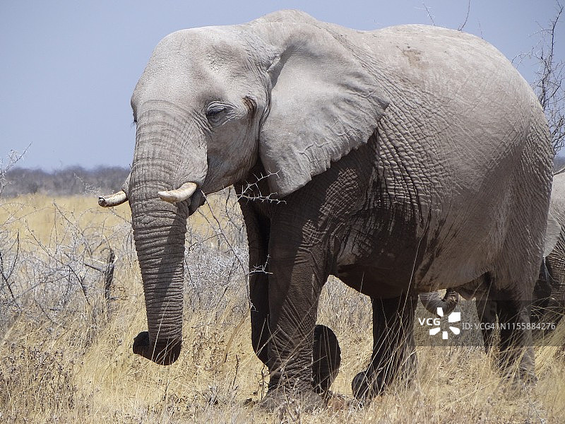 纳米比亚埃托沙国家公园的大草原上的一头大象图片素材