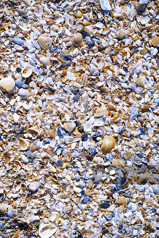 全帧照片上的贝壳在大西洋海岸图片素材