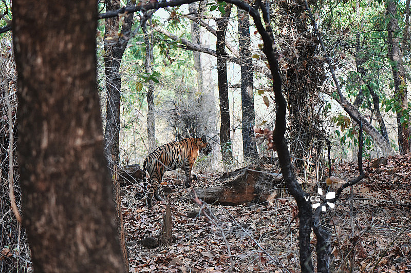 虎妞穿过班德哈瓦国家公园图片素材
