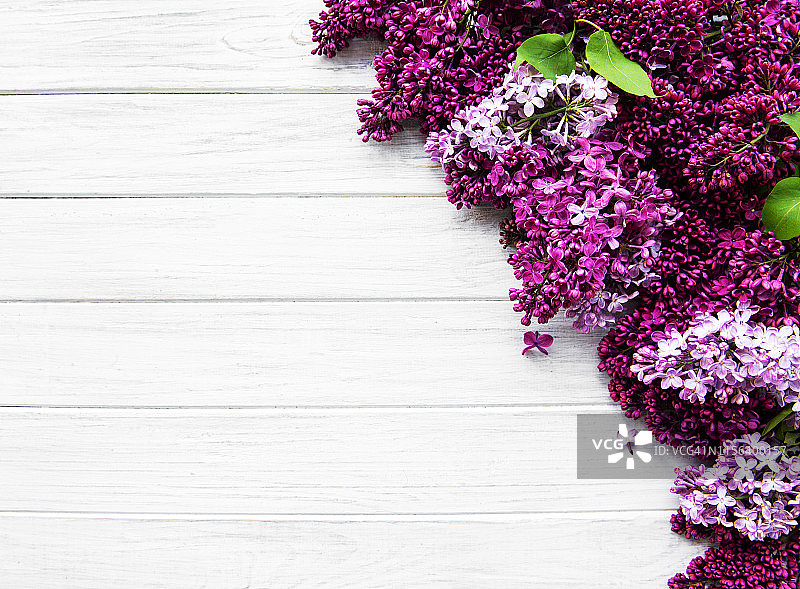 紫丁香是春天的花朵图片素材