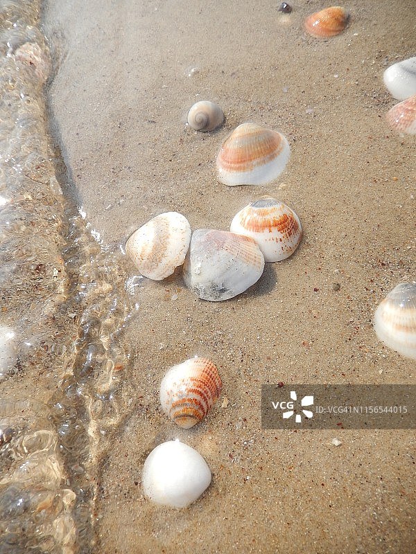 特拉维夫海滩，水边的贝壳图片素材