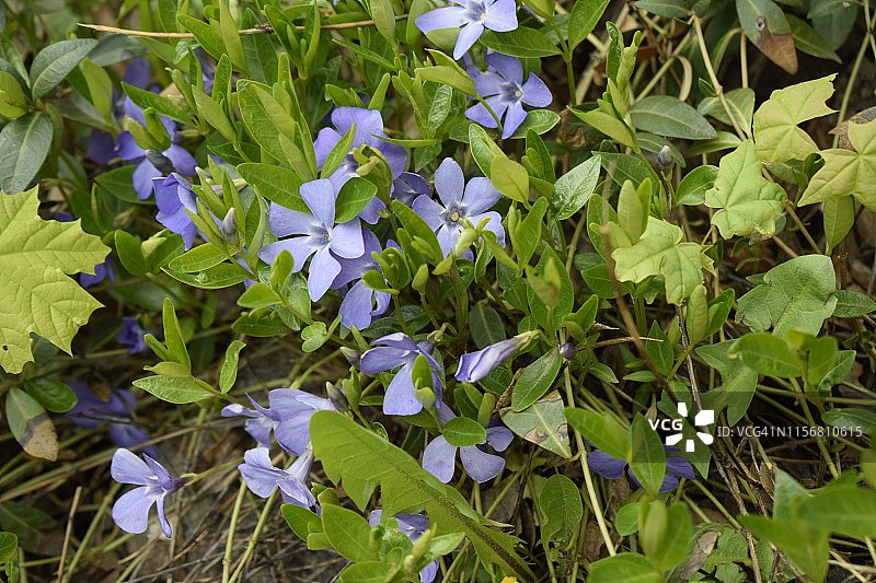 春天多年生花铺地，长春花有精致的蓝色花和美丽的叶子，绿色和花的背景在春天图片素材