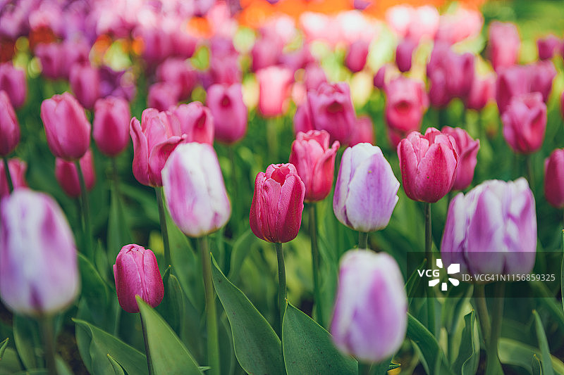 五彩缤纷的郁金香盛开在春天的花园里。公园里的粉色郁金香。阳光下美丽的春花。图片素材