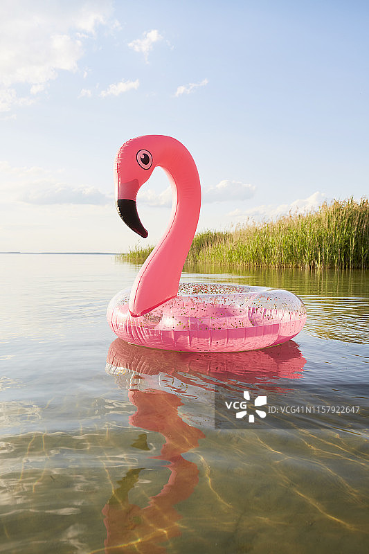 充气的粉红色火烈鸟在湖里游泳图片素材