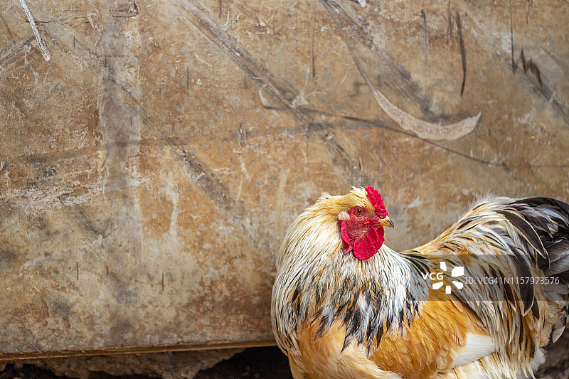 美丽的鸡发现在农场，理想的背景活动'显示图片素材