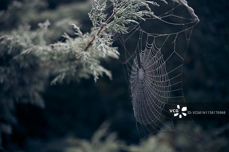 冷杉树上冰冻的蜘蛛网图片素材