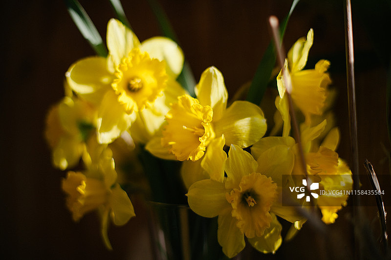 美丽的春天黄色水仙花在黑暗的背景图片素材