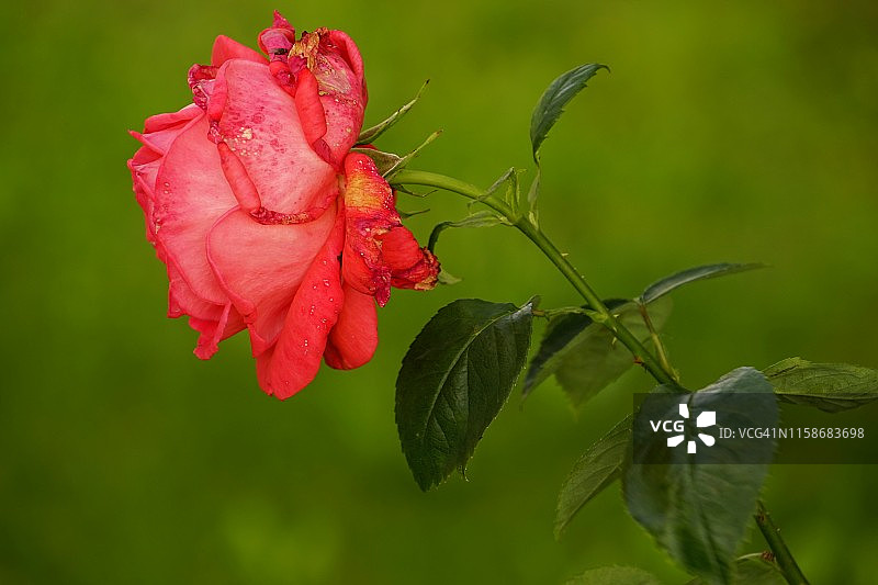 红玫瑰在绿色背景上的微距图片素材