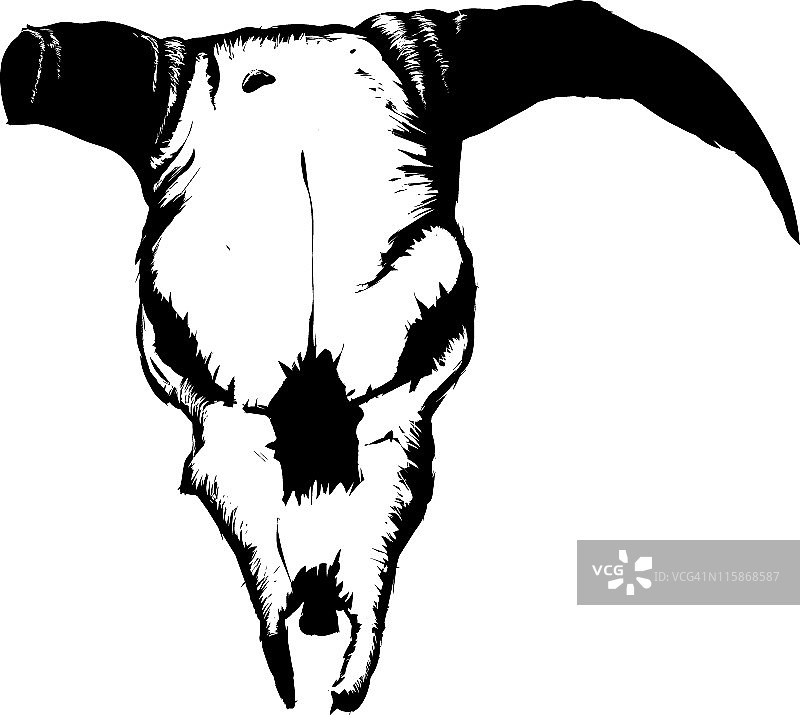 牛的头骨图片素材