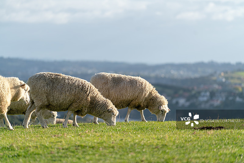 羊群在新西兰的一个农场的风景图片素材
