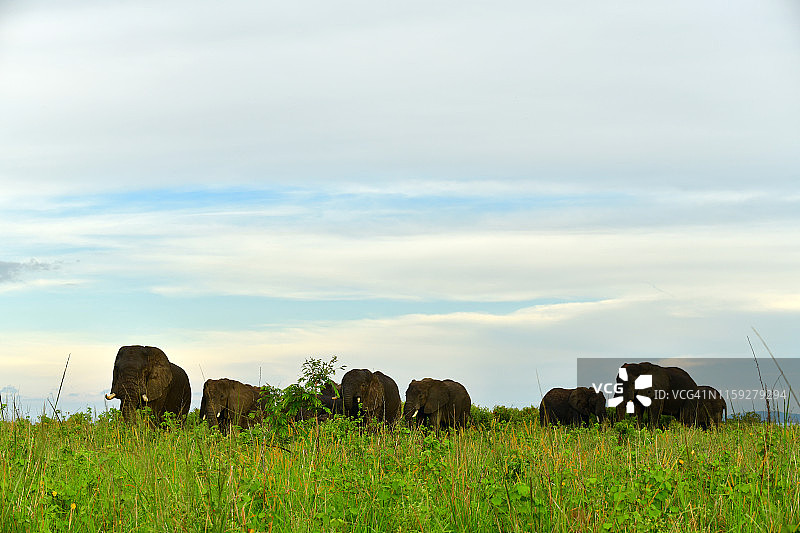 大草原上的大象群图片素材
