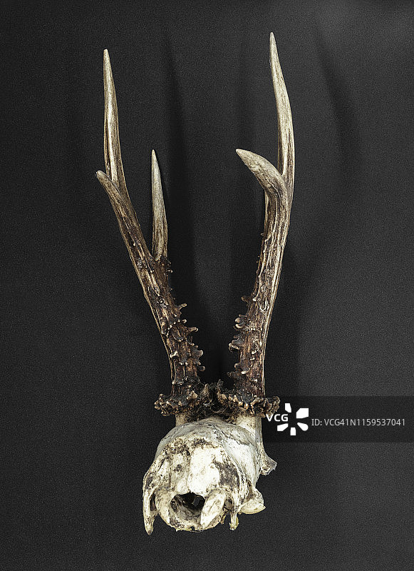 非常老和尘土飞扬的小鹿角和部分头骨在黑色的背景图片素材