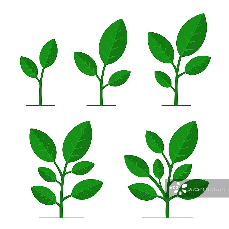 植物生长阶段设置在白色背景。向量图片素材