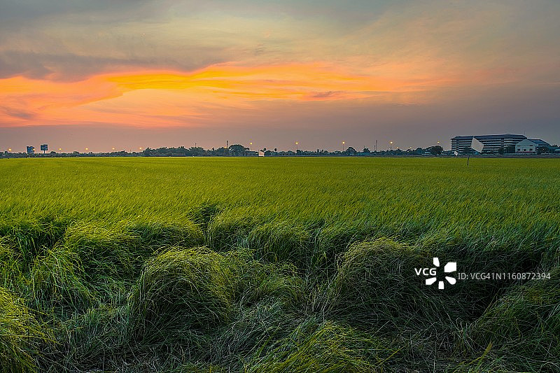 泰国农场日落时的风景图片素材