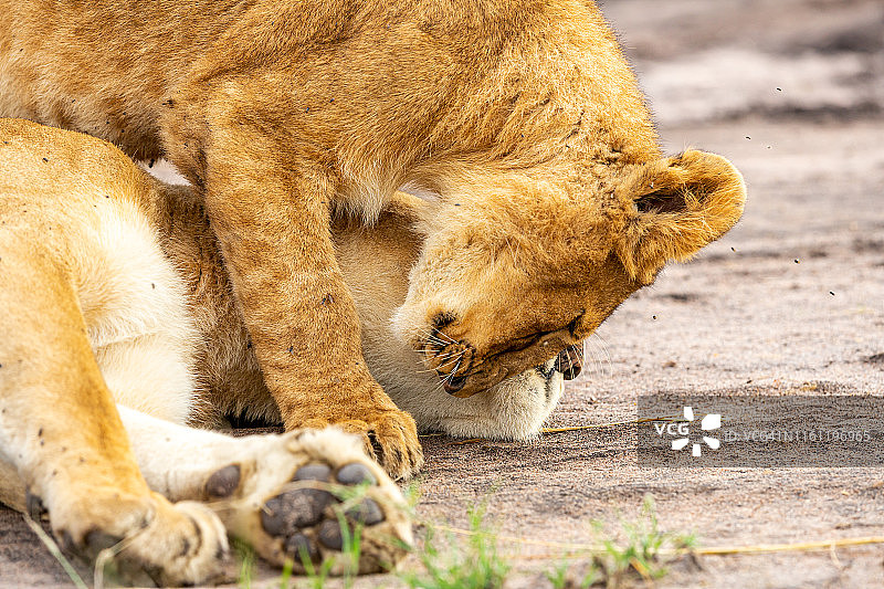 母狮和幼狮在野外爱图片素材