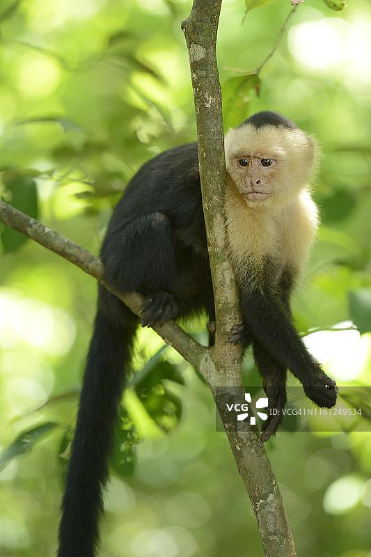 白头或白面卷尾猴(Cebus capucinus)，曼纽尔安东尼奥国家公园，哥斯达黎加，中美洲图片素材