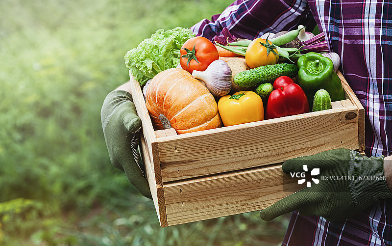 农夫手里拿着一个装着蔬菜的木箱。新鲜有机食品。图片素材